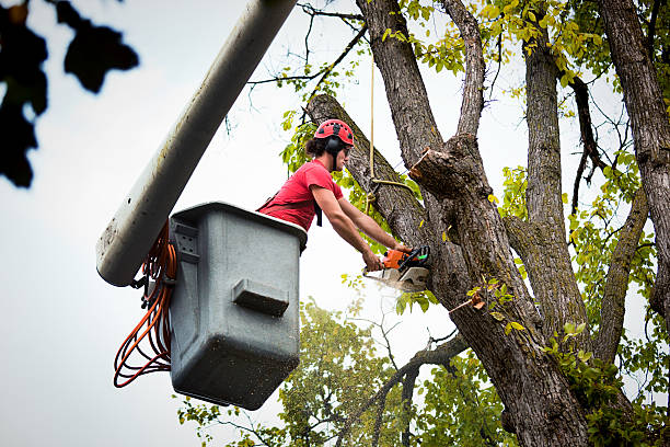 How Our Tree Care Process Works  in Gridley, CA